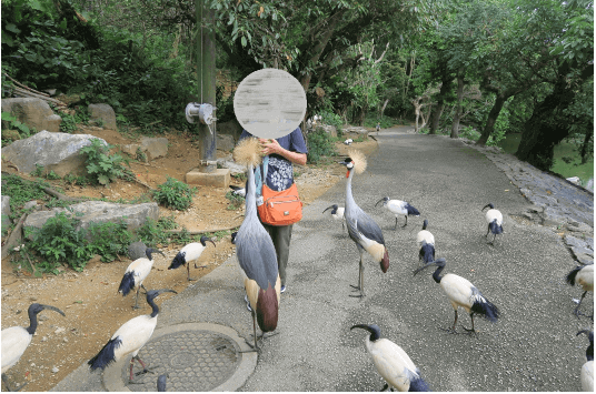 ネオパークオキナワの鳥コナーで餌やり体験