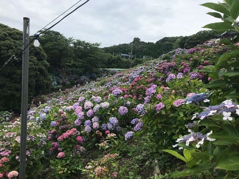 一面のアジサイ畑