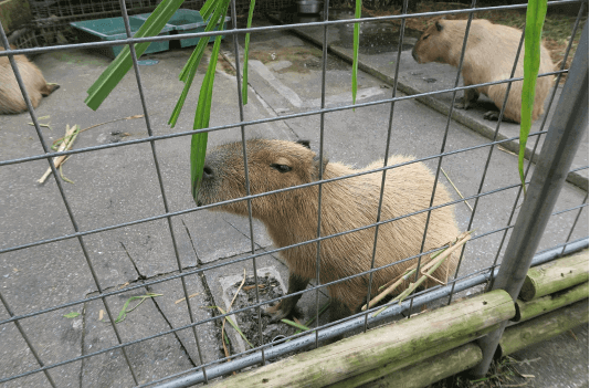 カピパラ