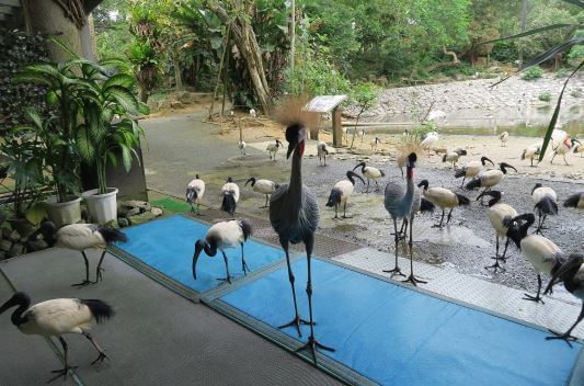 ネオパークオキナワの鳥コーナー