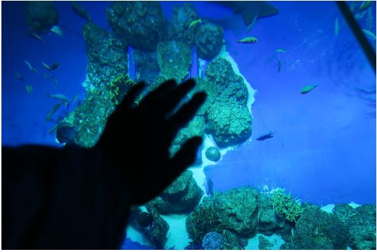 上から見たかりゆし水族館の水槽