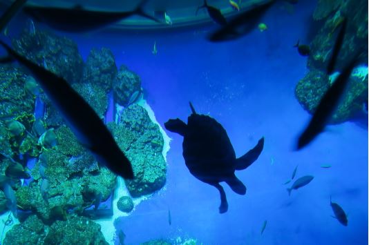 上から見たかりゆし水族館の水槽