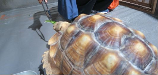 リクガメに餌やり