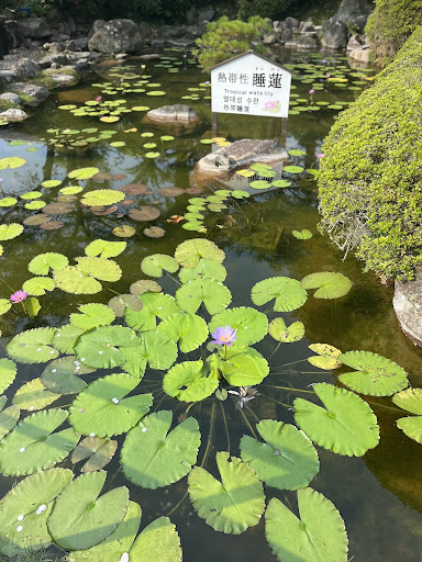 海地獄　スイレン