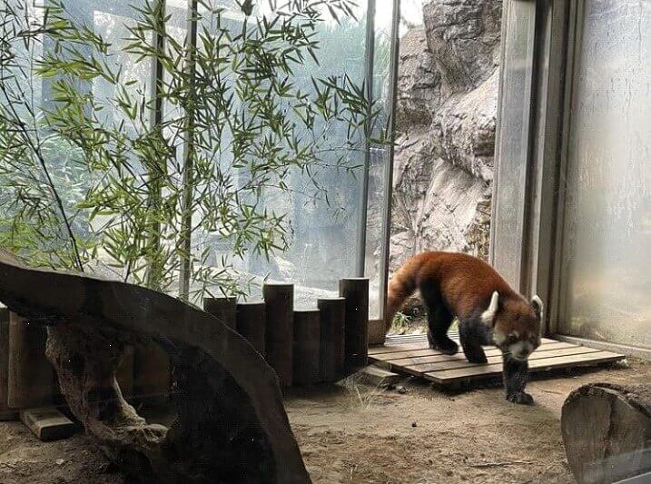 ズーラシア動物園　レッサーパンダ