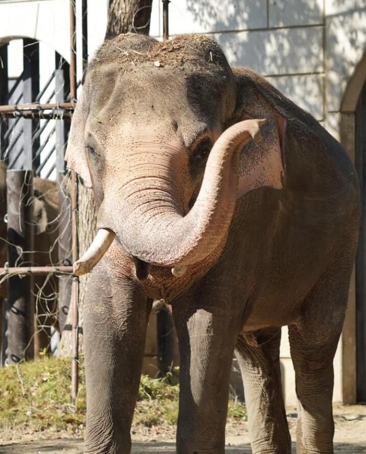 ズーラシア動物園　ゾウ