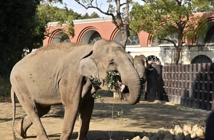 ズーラシア動物園　ゾウ