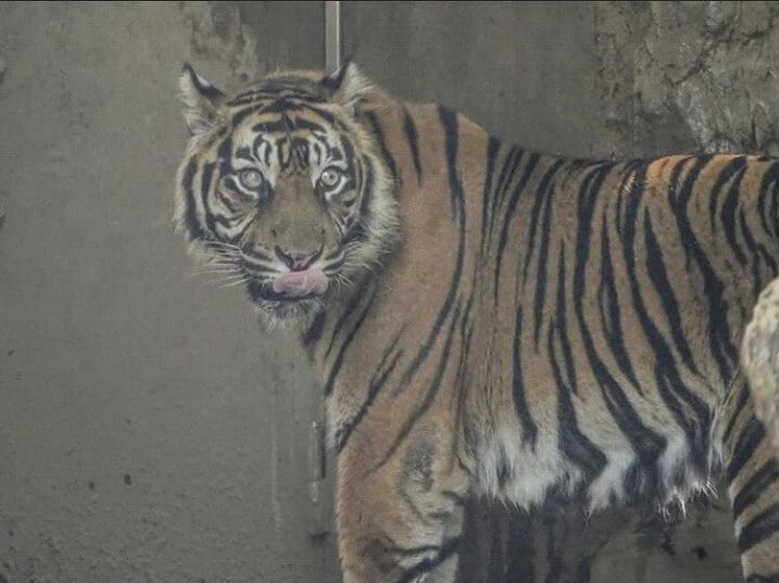 ズーラシア動物園　トラ