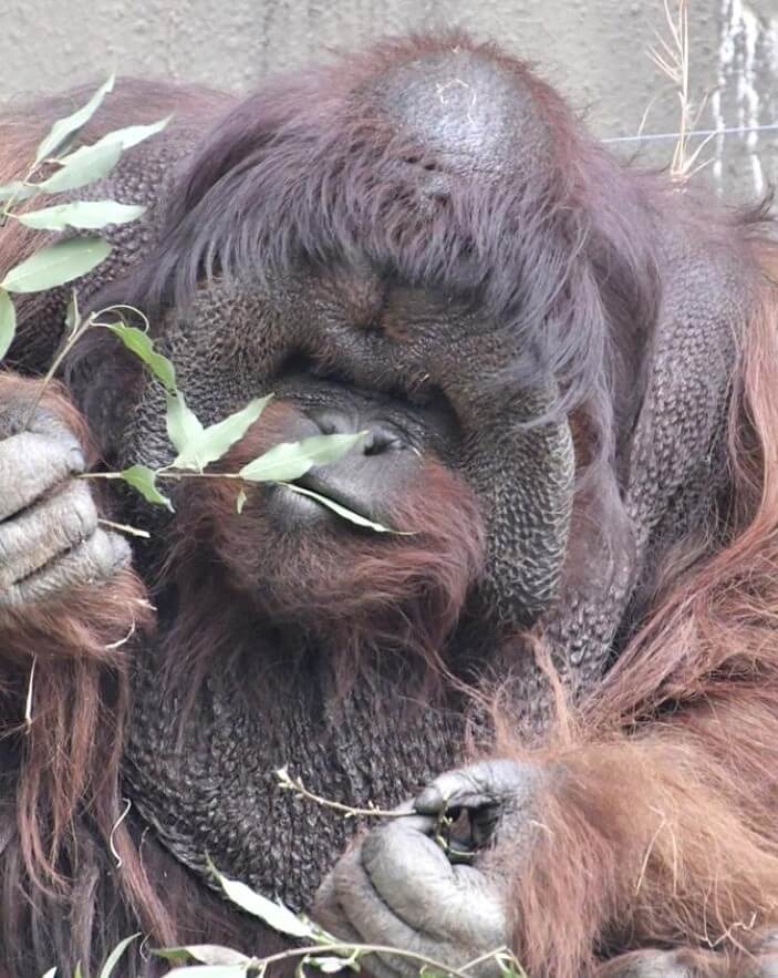 ズーラシア動物園　ボルネオオランウータン