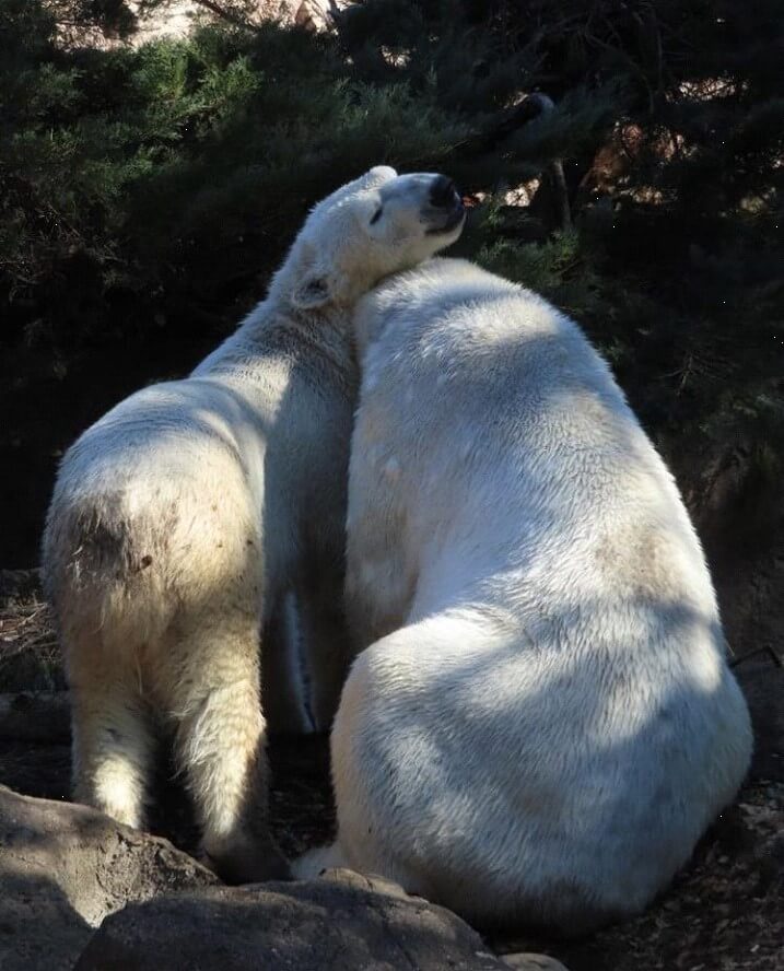 ズーラシア動物園　ホッキョクグマ