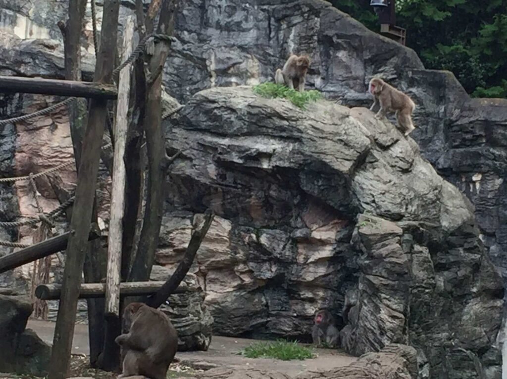 ズーラシア動物園　二ホンザル