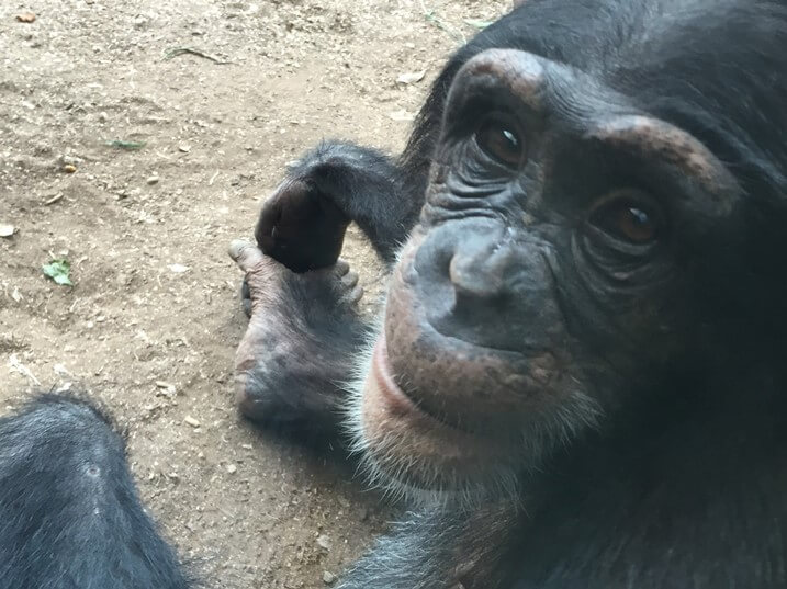 ズーラシア動物園　チンパンジー