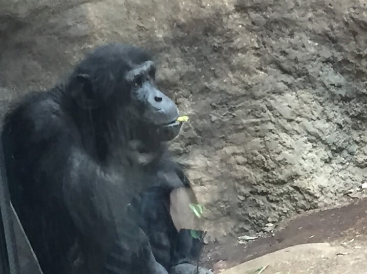 ズーラシア動物園　チンパンジー 