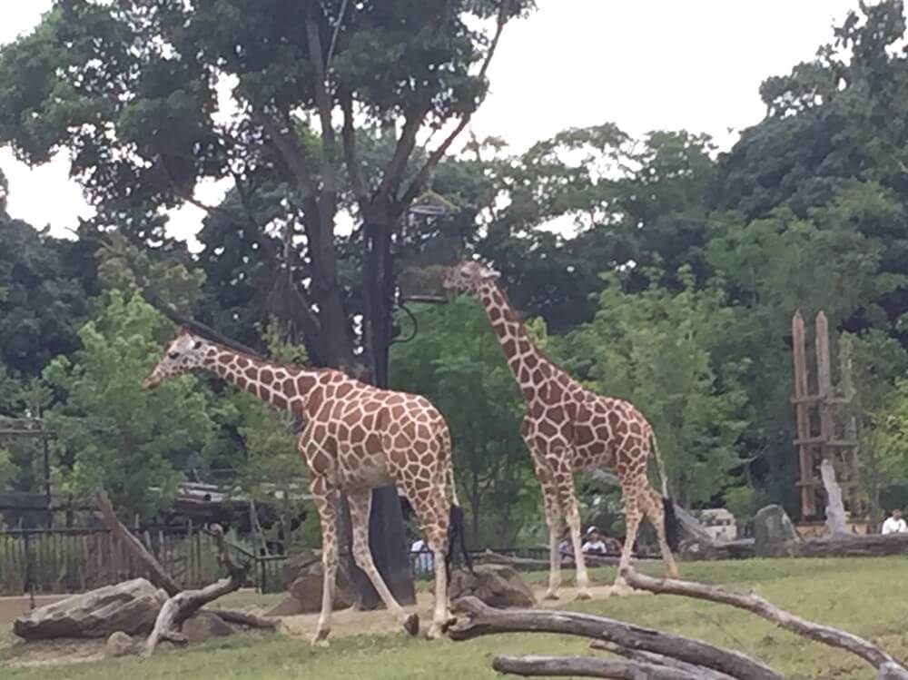 ズーラシア動物園　キリン