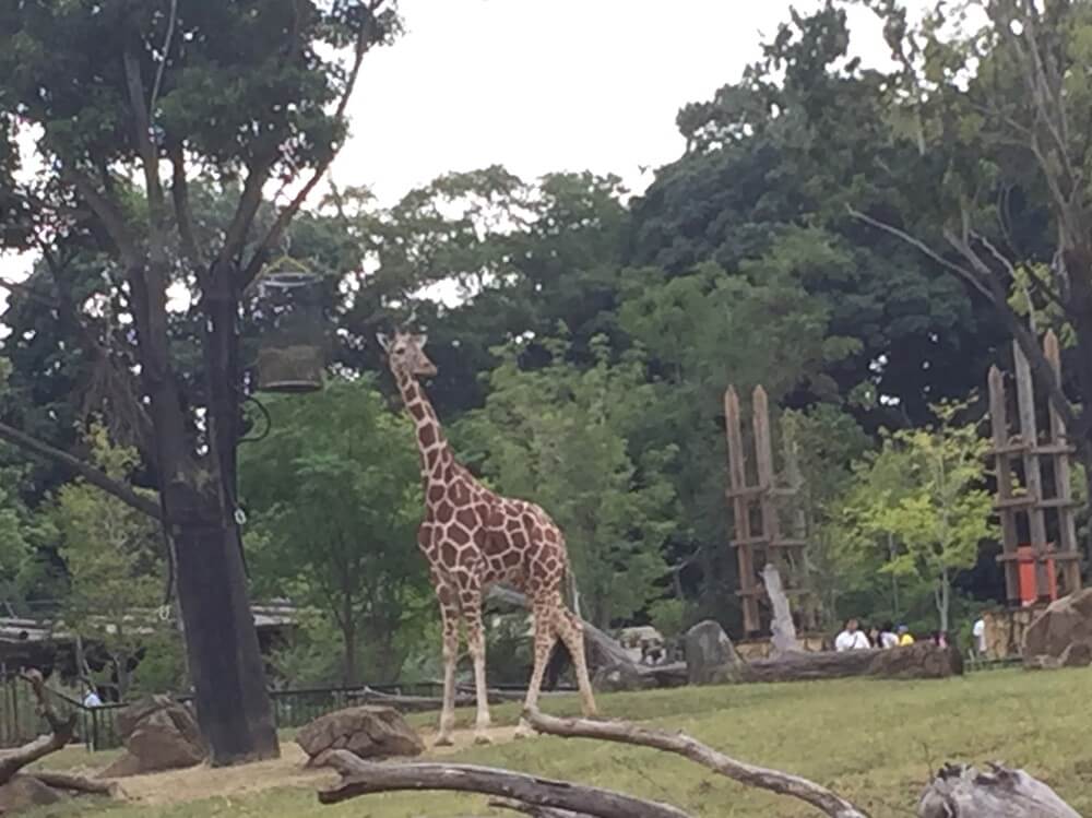 ズーラシア動物園　キリン