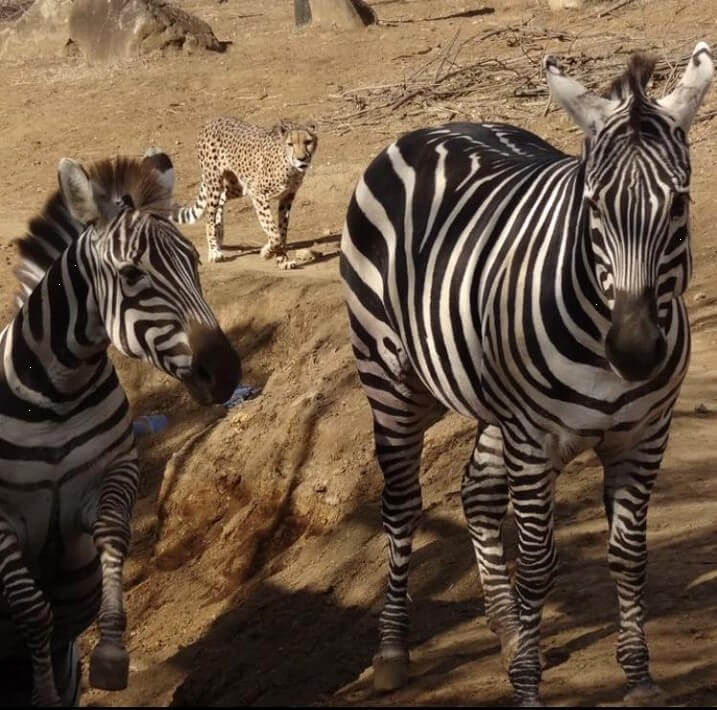 ズーラシア動物園　シマウマ