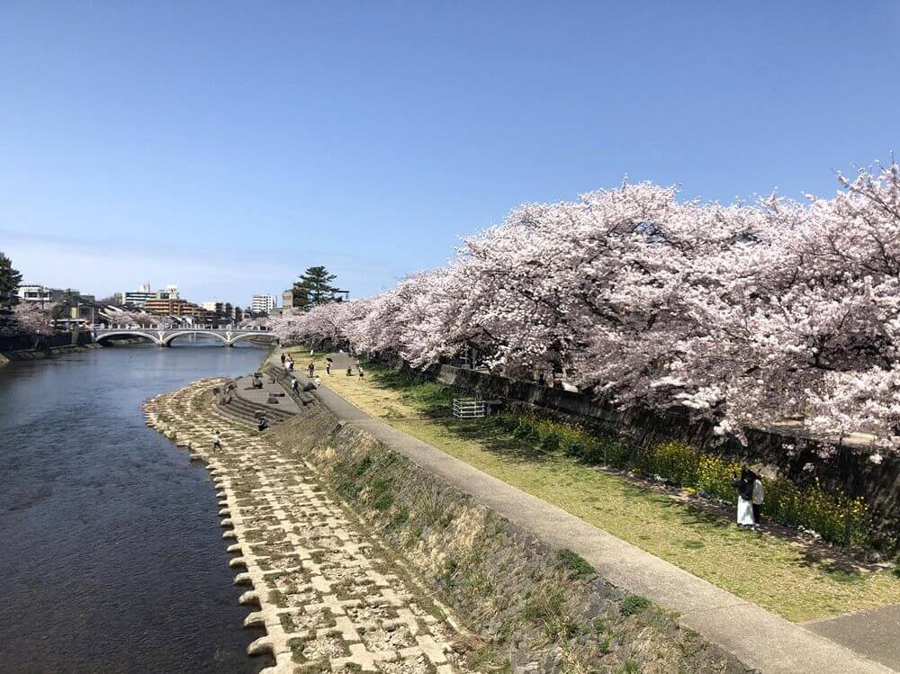 ひがし茶屋街の桜