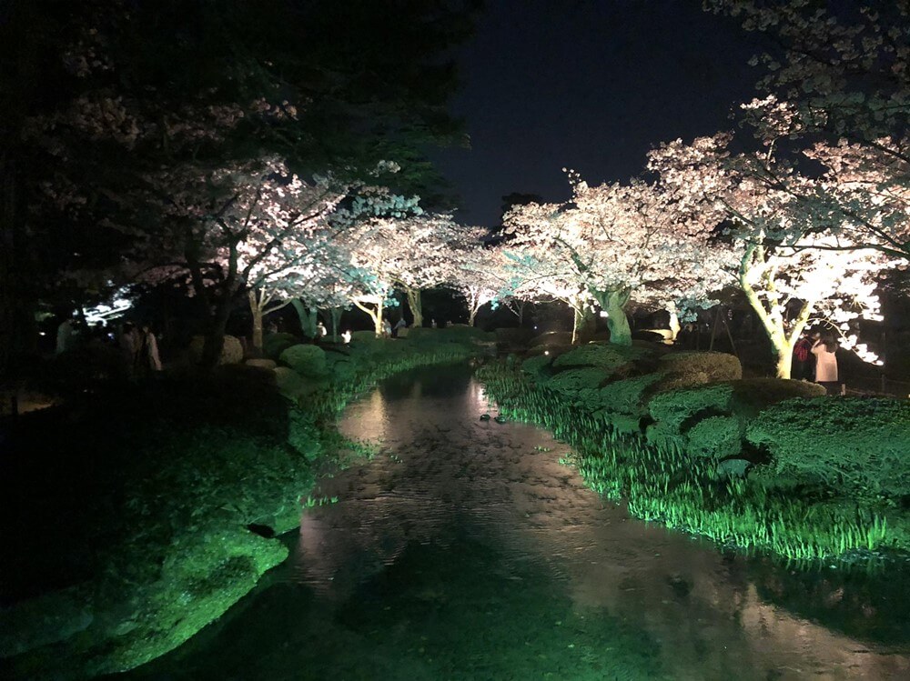 兼六園で桜のライトアップ