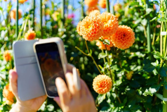 スマホで花を撮っている