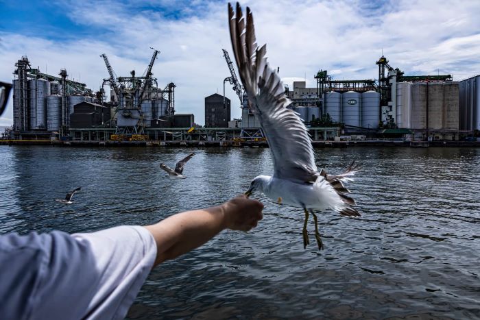 海鳥に餌やり