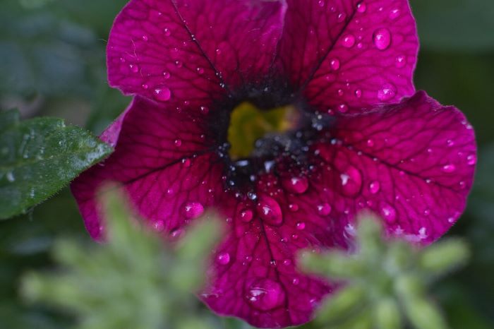 雨に濡れた花