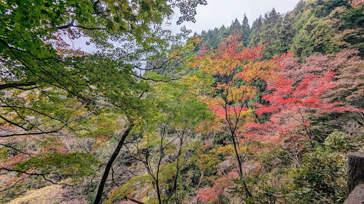 御岳山紅葉