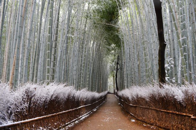 冬の竹林