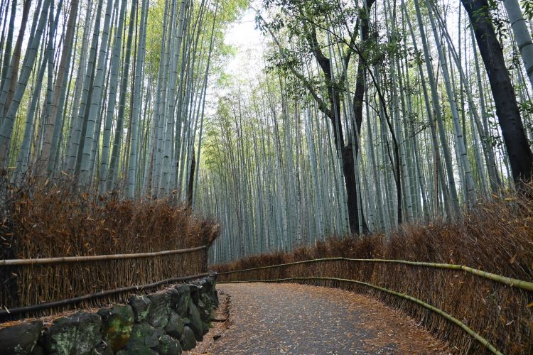 嵐山竹林