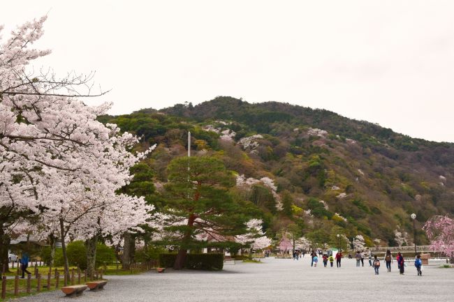 春の嵐山